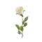 FIORE ROSA BIANCA 45cm