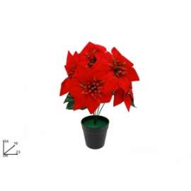 PIANTA STELLA DI NATALE 70220