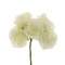 PICK FIORE MALIKA 4cm COL.CREMA